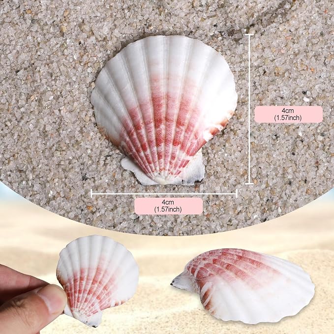 PPCLION 45 PCS Small Scallop Shell - Image 3