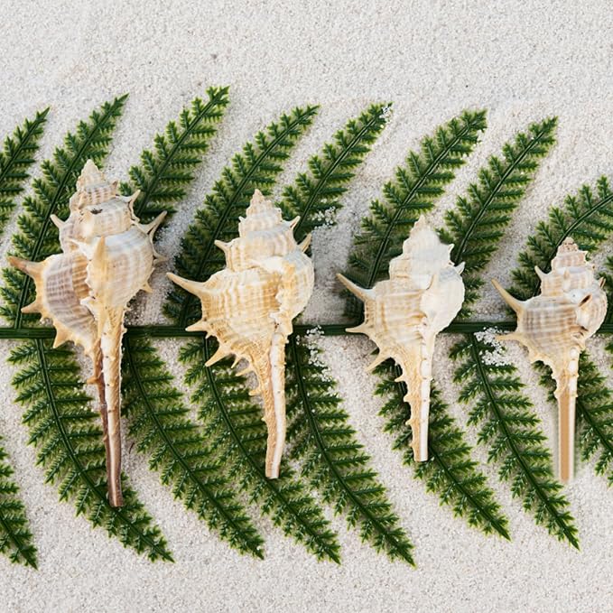 10 PCS+ Small Conch Shells Natural Sea Shells, Fish Tank and Vase Filler - Image 5