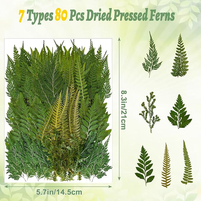 80 Pcs Green Ferns Dried Pressed Flowers Bulk - Image 2