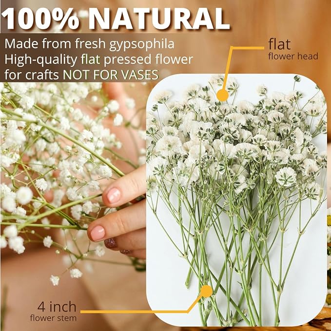 90Pcs Mini Dried Pressed Baby's Breath Flowers Bulk - Image 2