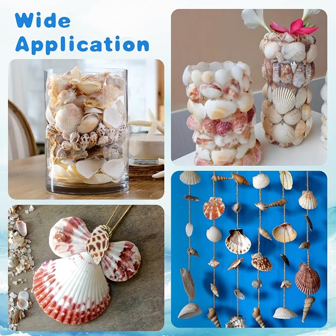Natural Sea Shell Mixed Ocean Shells Set, 0.8"-2.5" Various Sizes Seashell - Image 7