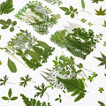 Augshy Pressed Dried Leaves Flowers, Scrapbooking by Augshy