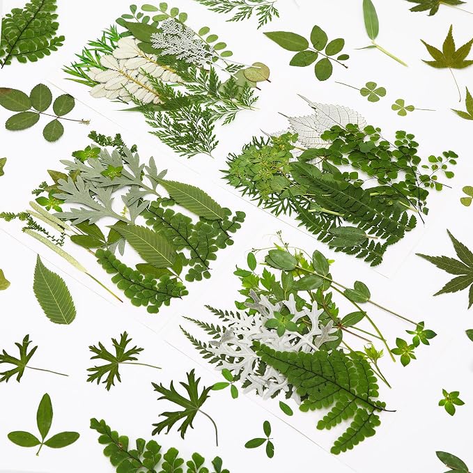 Augshy Pressed Dried Leaves Flowers, Scrapbooking by Augshy