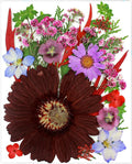 26 Pcs Purple Big Dried Pressed Flowers by SUAUKEYDRIEDFLOWERS