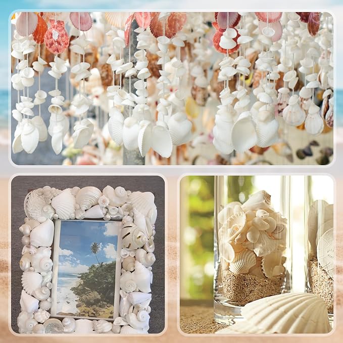 Silver White Sea Shell Mixed Ocean Shells Set, 1.2"-2.6" Various Sizes Natural - Image 6