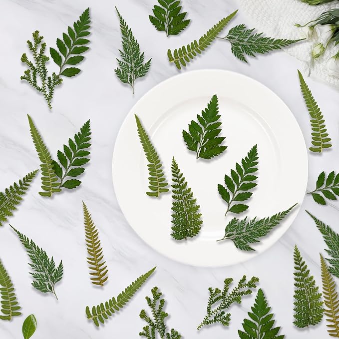80 Pcs Green Ferns Dried Pressed Flowers Bulk - Image 3
