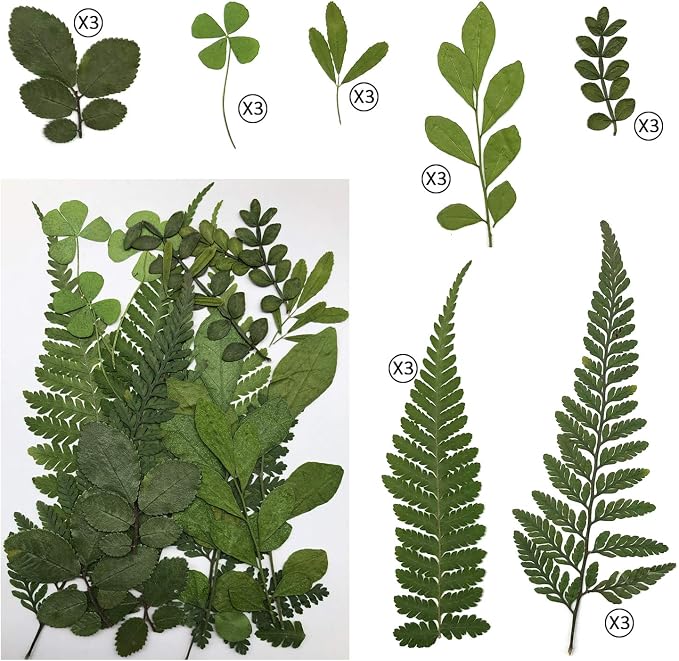 63 Pcs Real Dried Pressed Leaves Natural Dried Leaf - Image 2