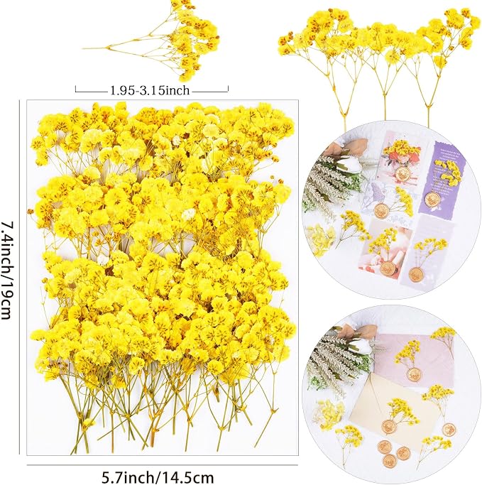 50Pcs Yellow Babys Breath Dried Pressed Flowers - Image 2