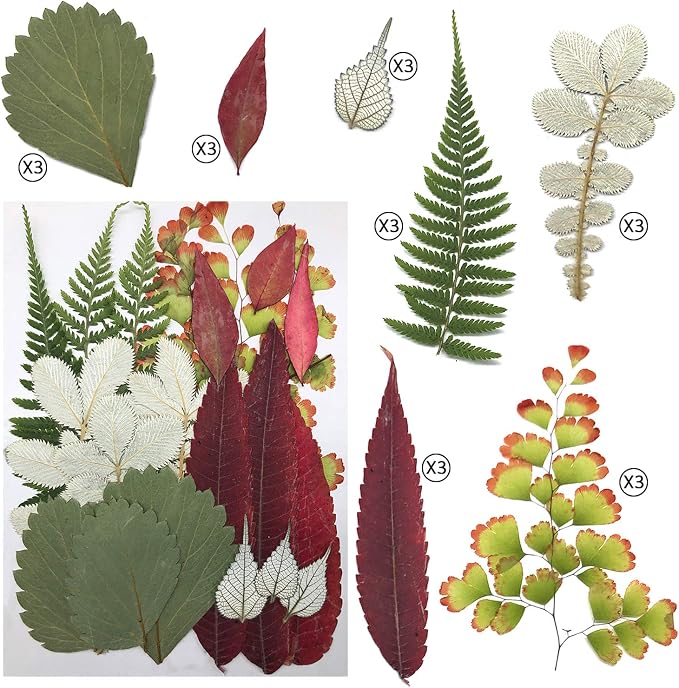 63 Pcs Real Dried Pressed Leaves Natural Dried Leaf - Image 4
