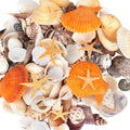 WEOXPR Mixed Sea Shells, 150+ Pcs Beach Seashells Starfish, Various Sizes Ocean by WEOXPR