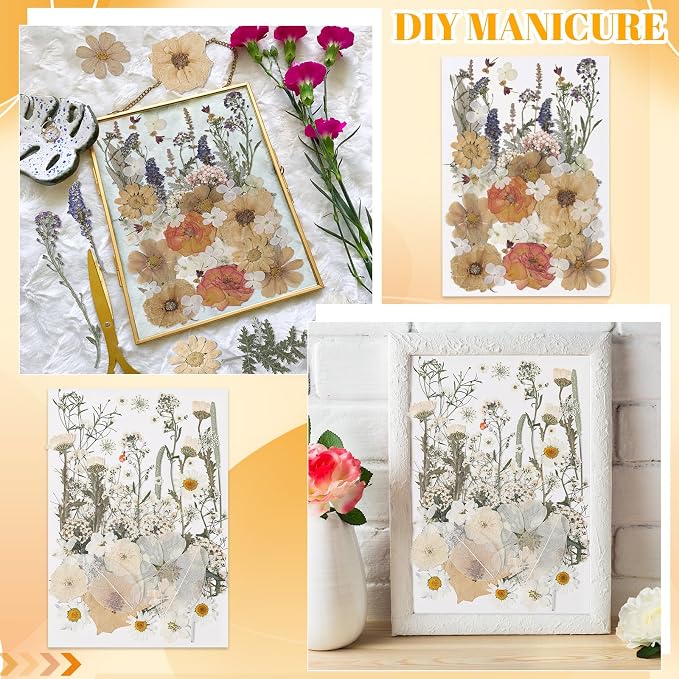 Nuanchu 200 Pcs Pressed Flowers Bulk Dried Flower - Image 5