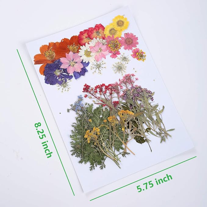 17 Types 48PCS Real Dried Pressed Flowers Leaf Plant Herbarium - Image 2