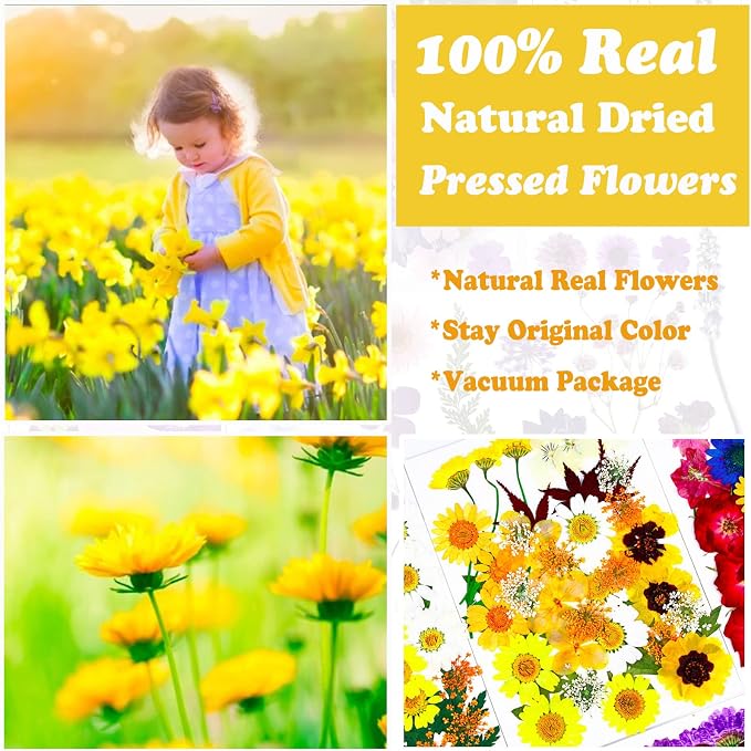 93 Pcs Yellow Dried Pressed Flowers Real Natural Leave Petals - Image 2
