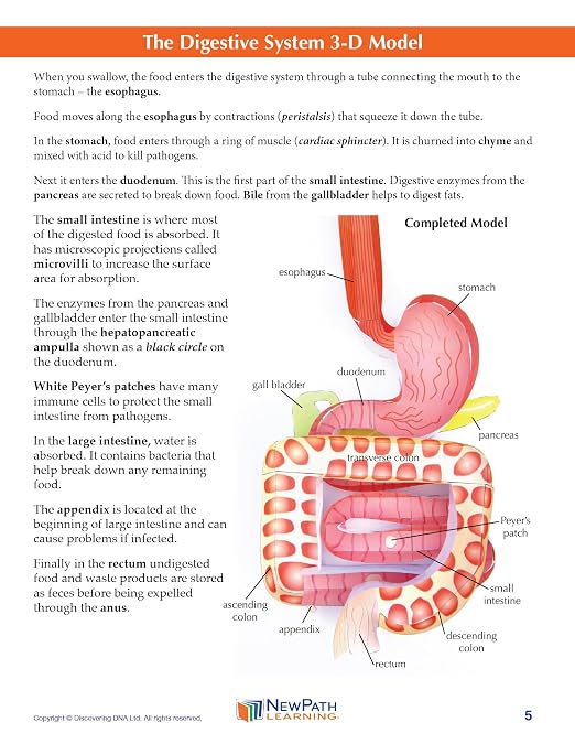 NewPath Digestive System 3-D Paper Model Making Kit - Image 3