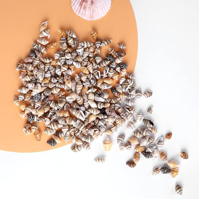 500pcs Natural Tiny Small Seashells - Image 7