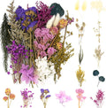 Vignee Real Dried Pressed Leaf Flowers-Multiple Colorful Pressed Flowers Daisies by Vignee