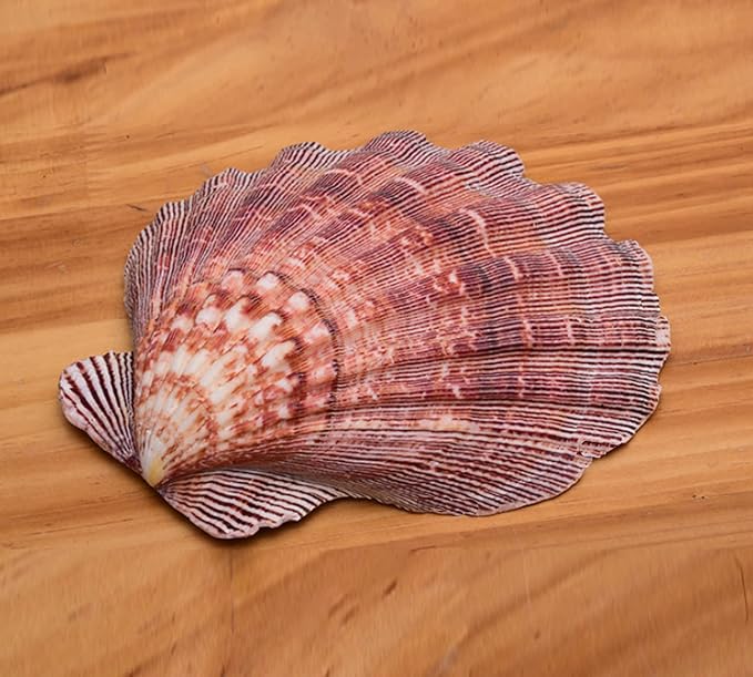 2 PCS Large Great Orange Lions Paw Scallop 5-6" Shells - Image 2