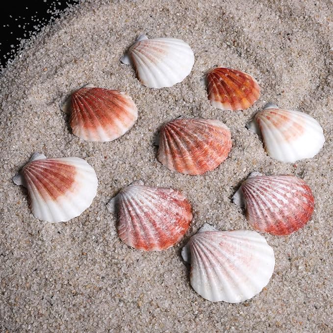 PPCLION 45 PCS Small Scallop Shell - Image 2