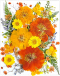 35Pcs Yellow Pressed Dried Flowers by LUCISKY