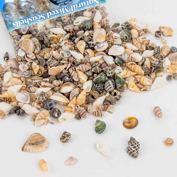MAQIHAN Tiny Seashells for Crafts by MaqiIhanCustomOfficial