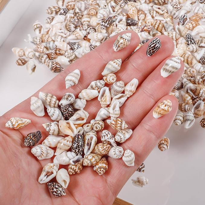 500pcs Natural Tiny Small Seashells - Image 2