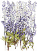 48 Pcs Natural Dried Pressed Garden Sage Flowers by AHTONG