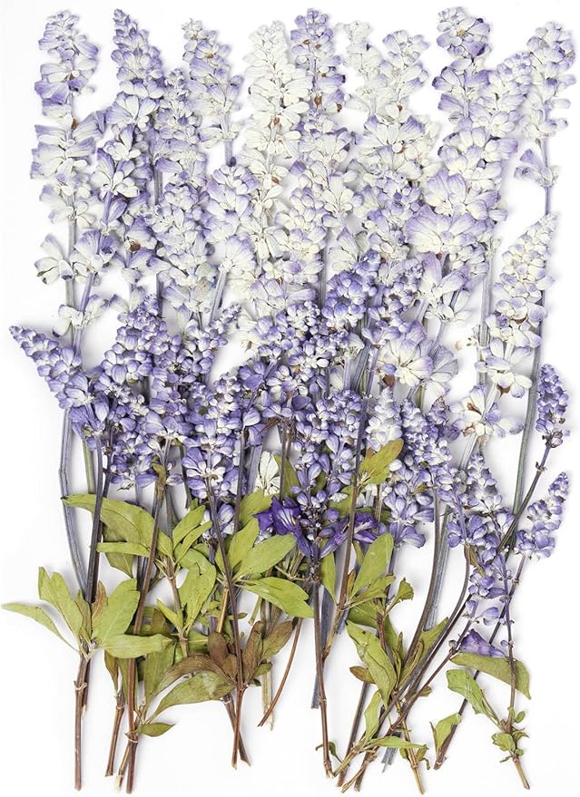 48 Pcs Natural Dried Pressed Garden Sage Flowers by AHTONG