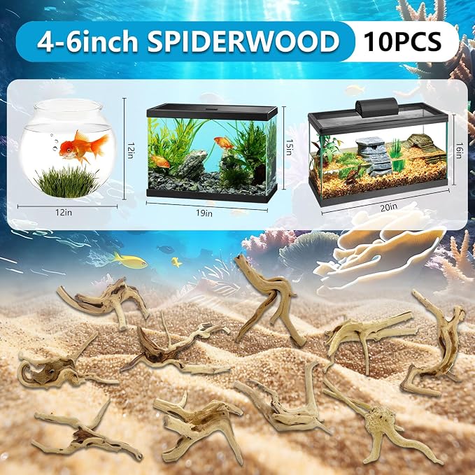 10 Pcs Natural Small Spiderwood - Image 2