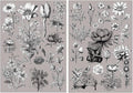 2 Sheets Vintage Floral Rub On Transfer Stickers, by Unknown