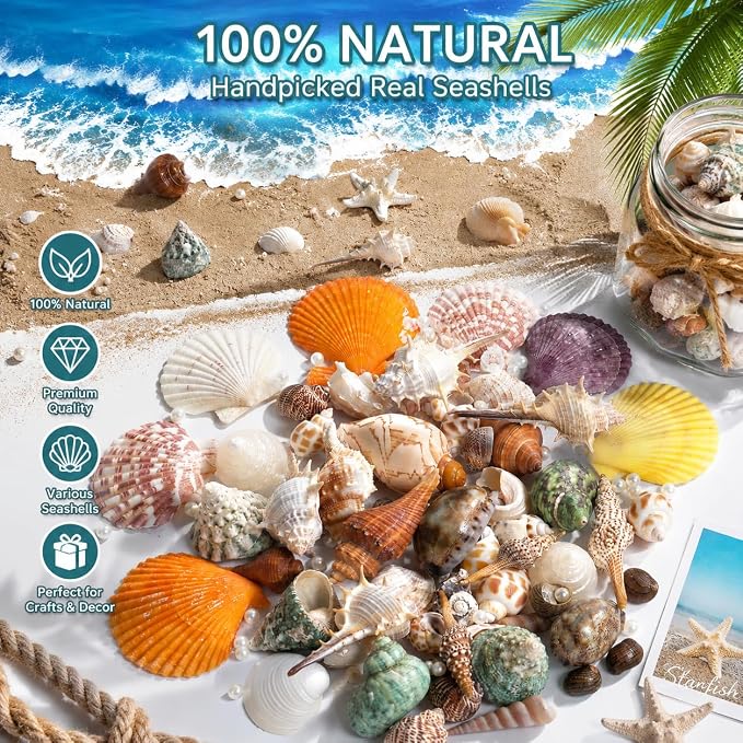 JSPYFITS Sea Shells Mixed Beach Seashells 15 Kinds 1.2"-3.5" Various Sizes - Image 3