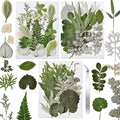63 Pcs Pressed Leaves, 21 Styles Dried Flowers by CONVELIFE