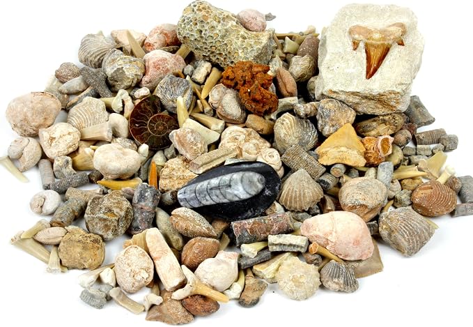 DANCING BEAR Fossil Collection Sorting Activity Kit - Image 2