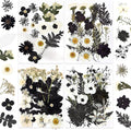 DALARAN Black Dried Pressed Flowers by DALARAN