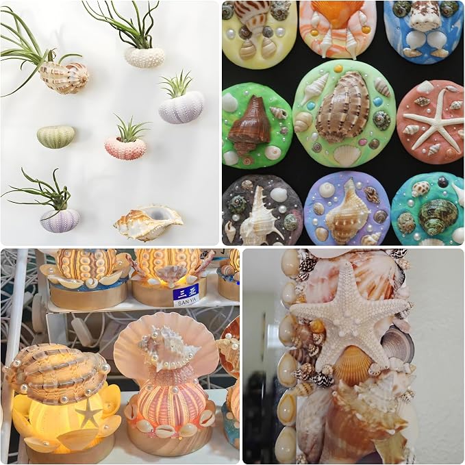 JSPYFITS Sea Shells Mixed Beach Seashells 20 Kinds, 1.5"-5.5" Various Sizes - Image 7