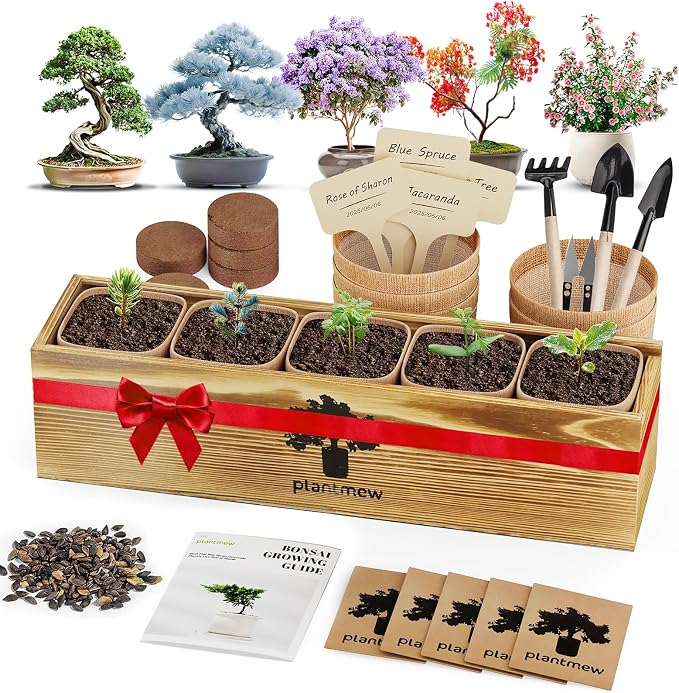 Bonsai Tree Kit for Beginners by PLANTMEW