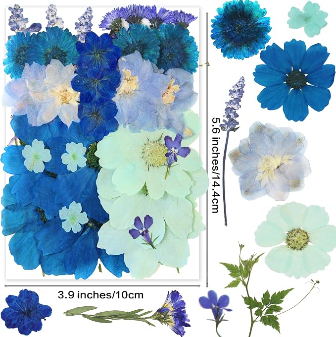 10 Types 33PCS Large Blue Dried Pressed Flower - Image 2