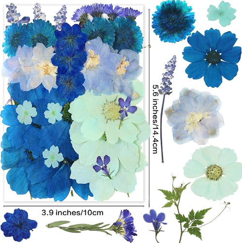 10 Types 33PCS Large Blue Dried Pressed Flower - Image 2