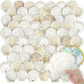 YOUKE OLA 72PCS Scallop Shells for Crafts Large Beach Natural Shells Bulk for by YOUKEOLA