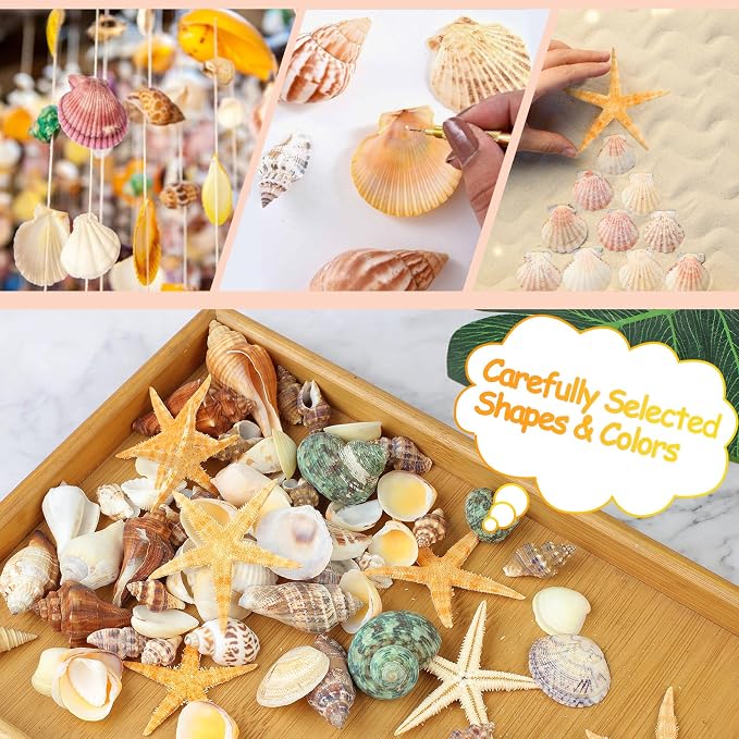 80+ Pcs Natural Seashells, Mixed Starfish Sea Shells - Image 6