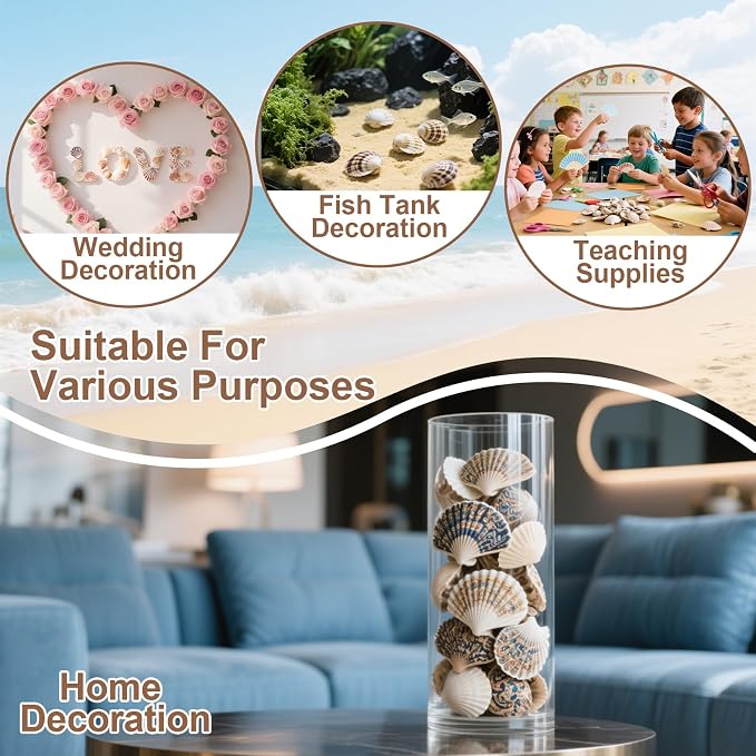 MAQIHAN 60 PCS Small Sea Shells - Image 4