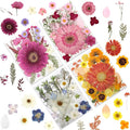 LUXEEASE 100P Vibrant Colors Large Dried Pressed Flowers | Gerbera daisy by LUXEEASE