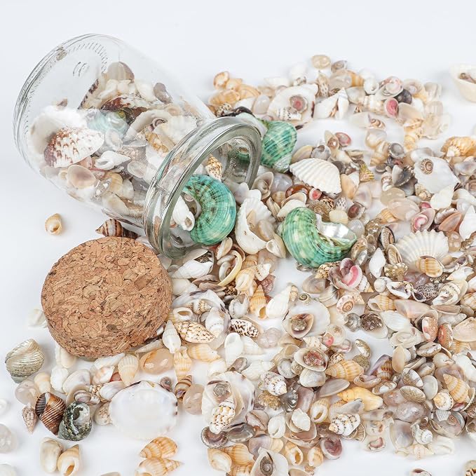 Fangoo 1500 Pieces Small Sea Shells Conch Natural Starfish Mixed Agate Pebble - Image 7