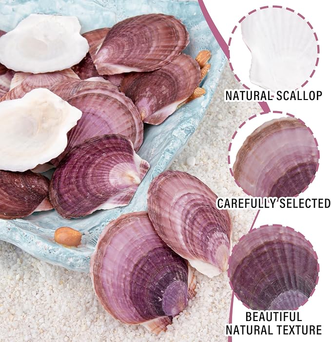 30PCS Natural Scallop Shells Purple Sea Shells, Real Seashells from Beach - Image 4