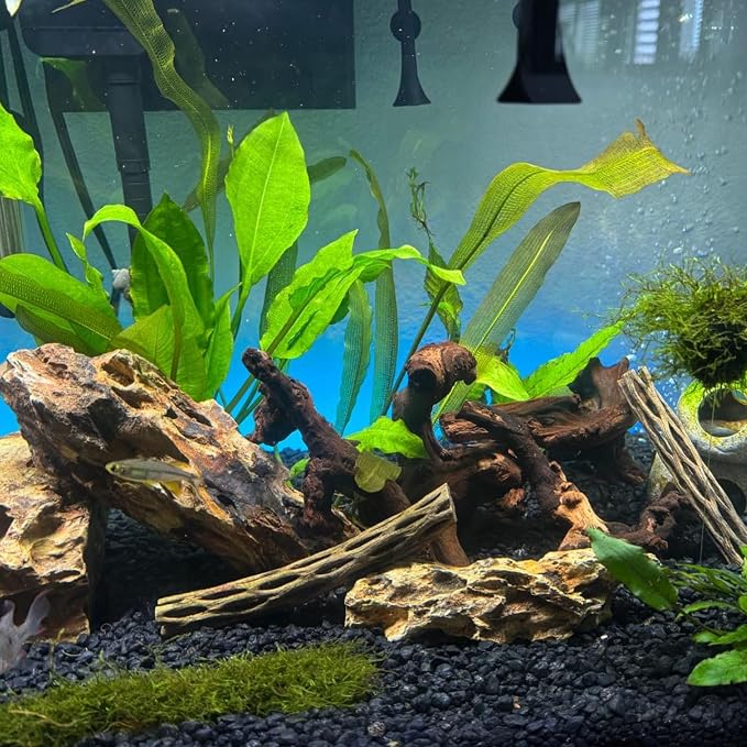 3 Pcs Natural Driftwood for Aquarium, Aquarium Driftwood Freshwater 8-10 Inch - Image 5