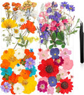 Nuanchu Pressed Flowers Bulk Dried Flower by Nuanchu