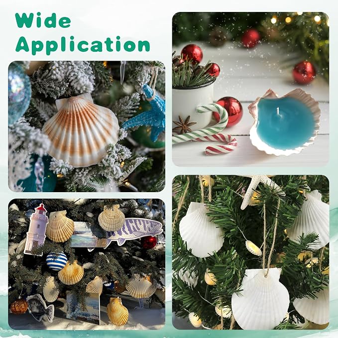 25PCS Natural Scallop Shells White Sea Shells from Sea Beach, Real Seashells - Image 7