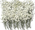150Pcs Mini Dried Pressed White Baby's Breath Flowers 1-10cm Bulk by Unknown