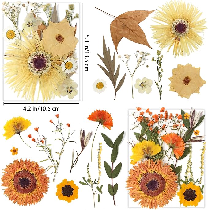 34 Types 60PCS Real Dried Pressed Flowers Leaf Plant Herbarium - Image 2