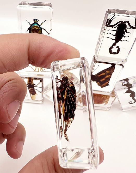 15 Real Insect Resin Specimens Set - Image 4