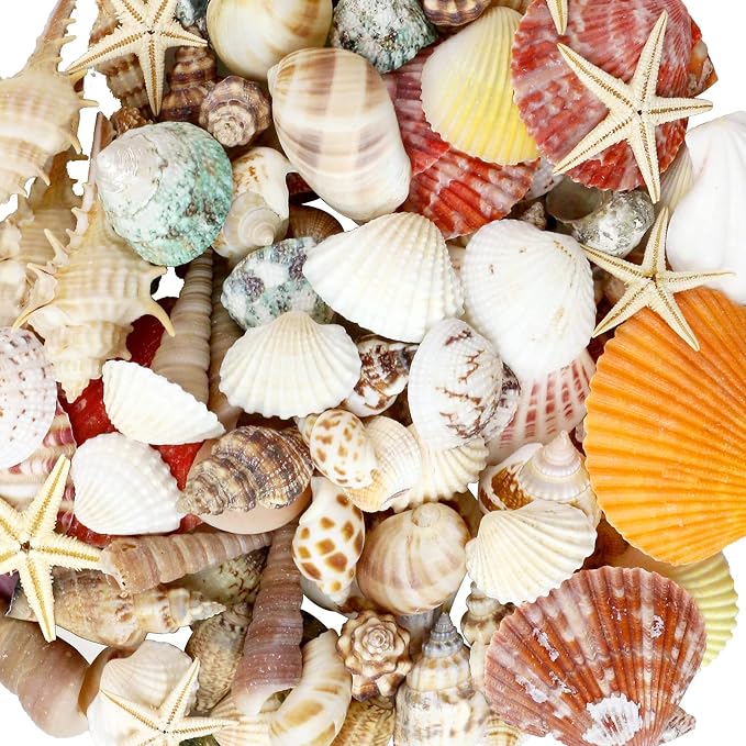 WEOXPR Mixed Sea Shells, 100+ Pcs Beach Seashells Starfish, Various Sizes Ocean by WEOXPR